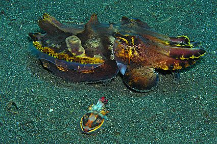 cuttlefish and baby? by Thomas Lueken 