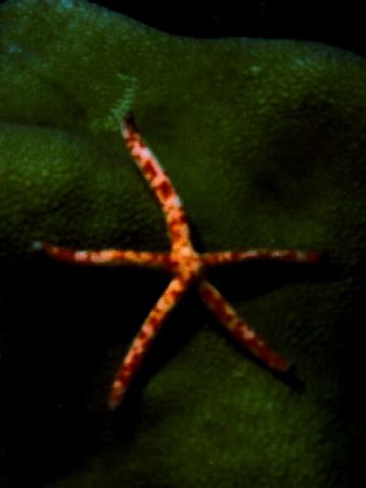 Tiny 2 inch star fish by Marylin Batt 