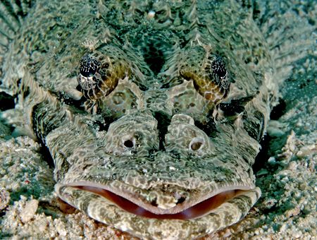 A Face only a Mother could love:) Taken in Sipadan Nikon D70 by Jeannette Howard 