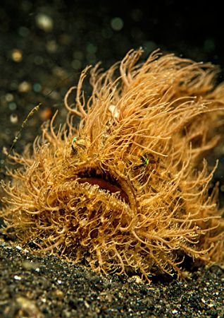 hairy frogfish by Thomas Lueken 