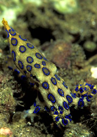 bluering octopus found in the last dive of the holiday --... by Petra Piekenbrock 