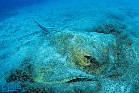 A stingray searching something to eat. Gran Canaria, Cana... by Arthur Telle Thiemann 
