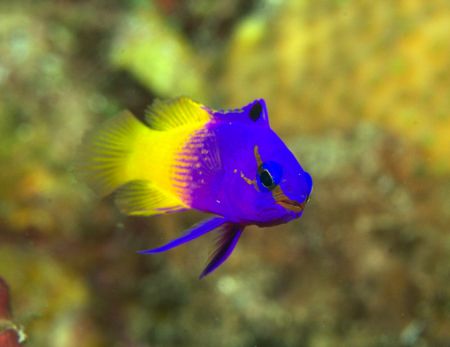 Fairy Basslet taken with Canon 20D and 100mm Macro by Terry Moore 