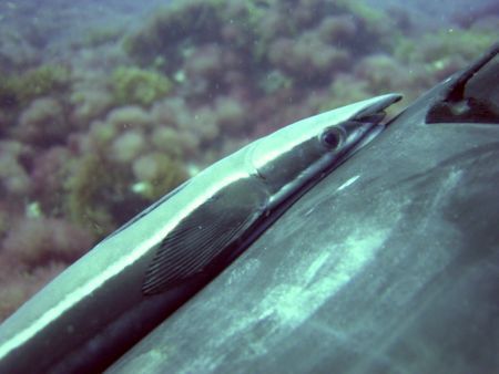 Ramora hitching a ride on my wifes cylinder boot. Wi-diz-... by Ian Palmer 