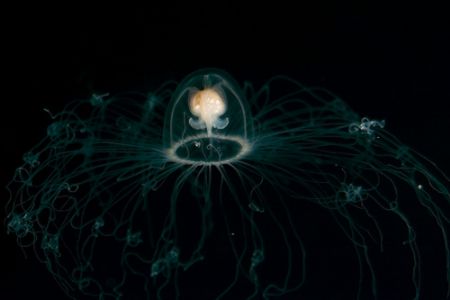 "Sea Mother"
Taken in Bodrum before coming to the boat. ... by Goker Goksel 