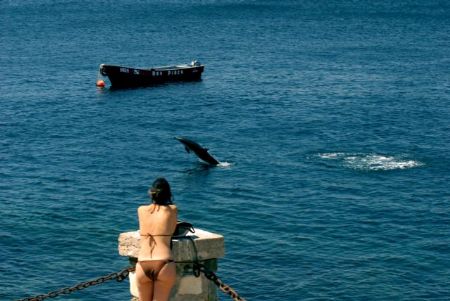 Dolphin performing on the coast of Chile. Shot with a 80-... by Peter Foulds 