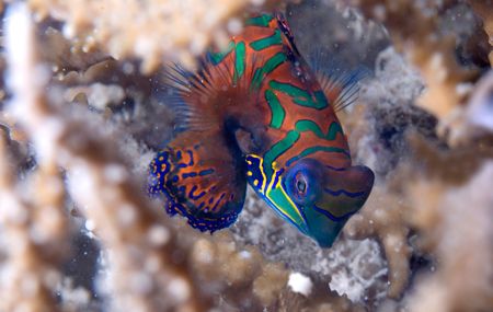 Mandarin Fish by Andy Lerner 