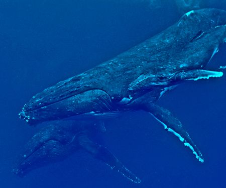 Mother humpback whale and her new born calf with her esco... by Jeannette Howard 
