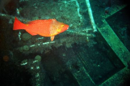 Sparisoma cretence, checking out the wreck... by Demetris Papadopoulos 