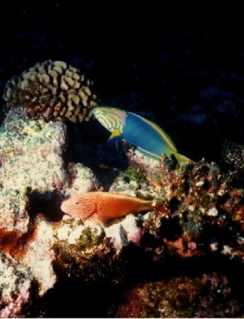 Hawk fish and Wrass, Just hangin
Nikonos V 28mm lense by Marylin Batt 