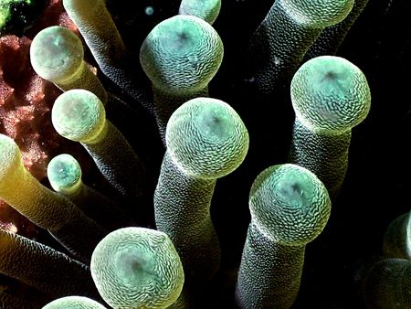 Giant Anemone. This photo was taken in Roatan on our firs... by Steven Anderson 
