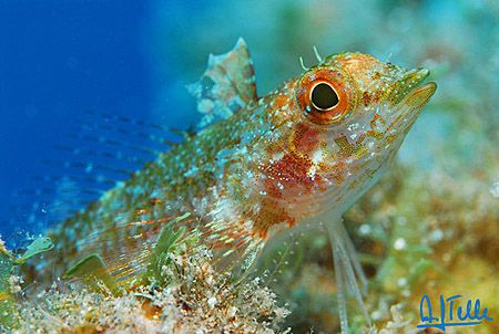 Tripterygion delaisi. Pic taken in the north of Gran Cana... by Arthur Telle Thiemann 