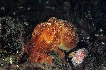 Lesser octopus. ST Abbs. Sctotland.
F50, 60mm. by Derek Haslam 