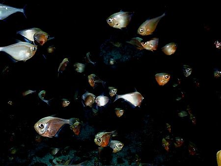 "which way do we go?" Glass Sweepers in Cozumel. Not the ... by Steven Anderson 