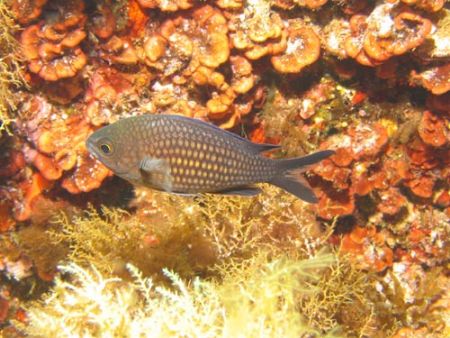 Chromis chromis in the Mediterranean sea - Canon Powersho... by Ferdinando Meli 