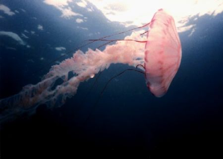 Jellyfish taken just off San Diego, Nikonos IV 28mm lense by Marylin Batt 