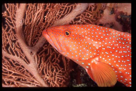 shab umm usk reef by Marco Zanini 
