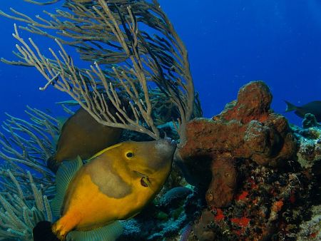 White Spotted File Fish, heavy currents, kicking like crazy! by Holly Heffner 