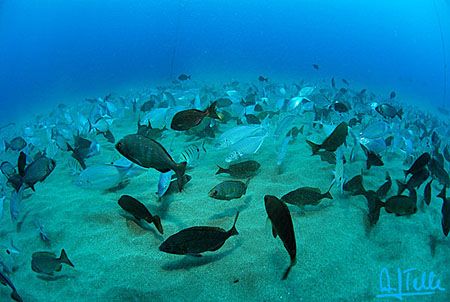 The big meeting. North of Gran Canaria, Caanry Islands. 
... by Arthur Telle Thiemann 
