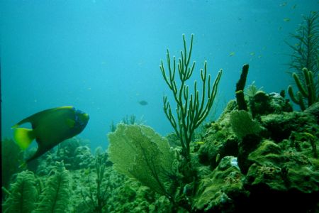 taken at a reef in Nassau Bahamas. by Mario Cornacchione 