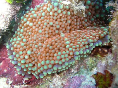 Majahual. Costa maya Mexico
Nikon Coolpix 4800 Ikelite H... by Jorge Alfonso Trujillo 