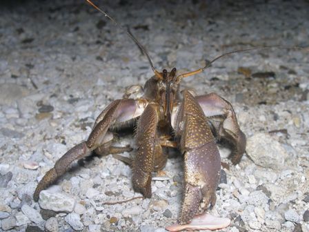 Unknown Crab divers sanctuary bauan batangas Olympus C707... by Jun Yu 