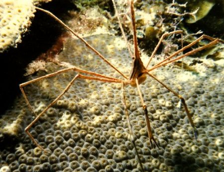 Arrow Crab, Nikonos IV with 1:3 close up lense. by Marylin Batt 