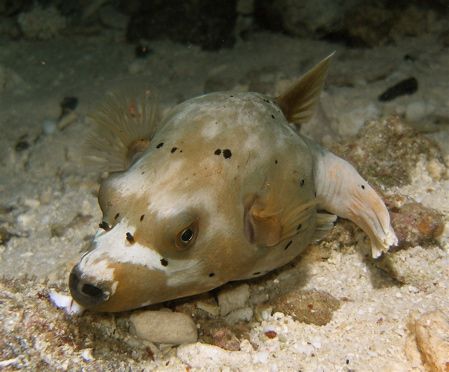 Puppy dog puffer! by Alex Lim 