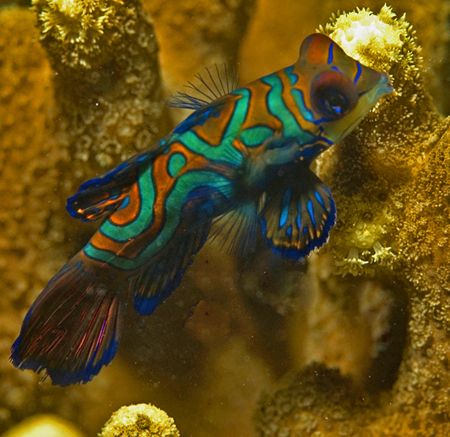 Mandarin Fish on Mandarin Fish Wall, Yap. by William Sturgeon 