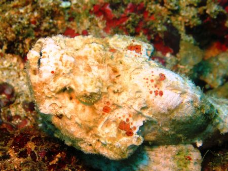 Devil Scorpionfish - Kilifi - Kenya
Canon G6 - Ikelite H... by Lindsey Smith 