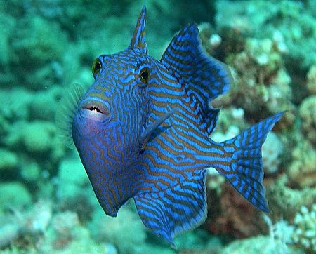 Juvenile triggerfish taken with my old Nikon Coolpix 4300... by Nikki Van Veelen 