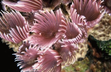 Social Feather Dusters, taken with my Nikonos V, 35mm len... by Mike Smith 