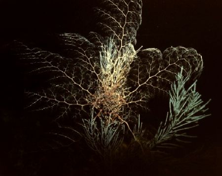 Basket Star Fully Open, night dive at
Guanaha, Nikonos I... by Marylin Batt 