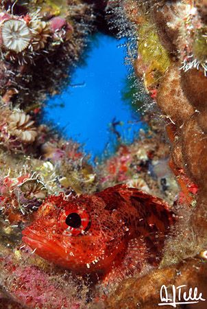 Another one from the 6-pic collection that won the 10th O... by Arthur Telle Thiemann 