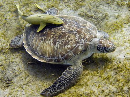 This turtle was grazing on the sea-weed pasture. Image ta... by Michal Wojewoda 