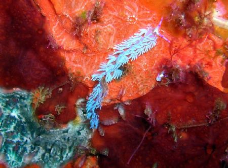 Nudibranch, Elephant Head Rock, Similan Islands, Thailand... by Jasminka Hoek 