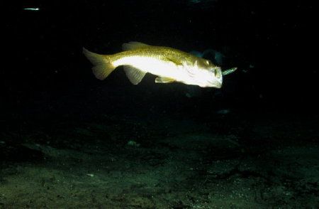 Ginie Springs - Florida
A Bass eating a little fish by Rodrigo Thome 