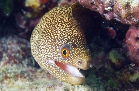 Moray eel. Olympus E330 and Epoque 230 strobe by Steve Laycock 