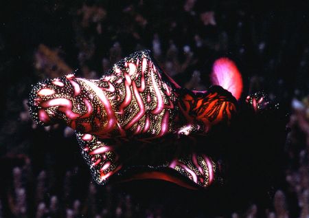 'Tapestry' Like a mini flying carpet this flatworm undula... by Rick Tegeler 
