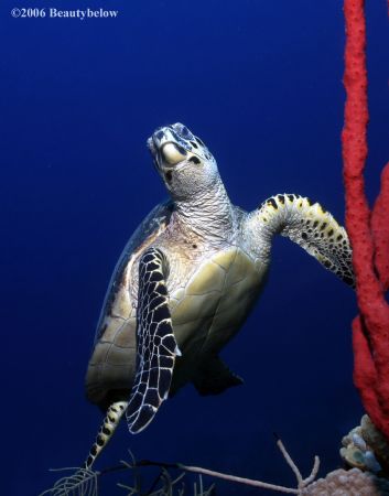 Hawksbill turtle by Jon Kreider 