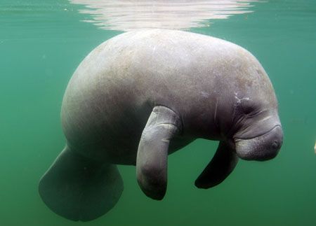 Manatee at Crystal River FL. Camera Nikon d-200 by Ray Eccleston 