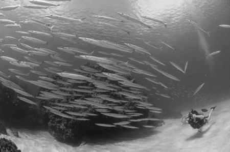 Diver and school of Southern Sennet, Grand Cayman. Nikon ... by David Heidemann 