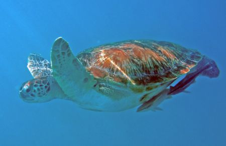 Green turtle, with friends, Barbados, Olympus E330 by Steve Laycock 