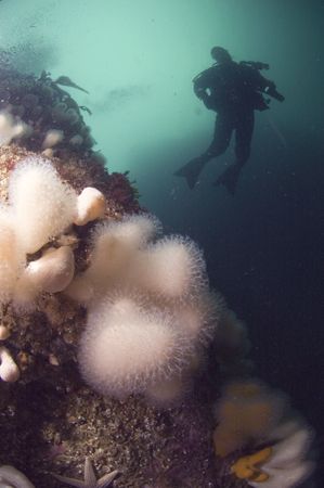 Taken off of St. Abbs, Scotland.
This is a close Focus W... by Mike Clark 