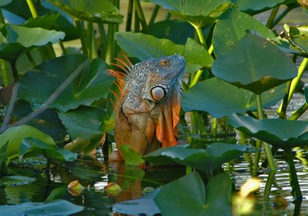 One of Florida's Iguanas hanging out on the New River (an... by William Sturgeon 