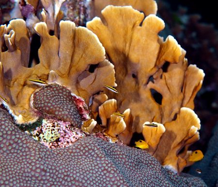 Beautiful coral formation taken off the coast of Roatan. ... by Kenneth Bailey 