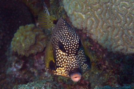 Barbados Trunkfish. Olympus E330 and Epoque 230 by Steve Laycock 