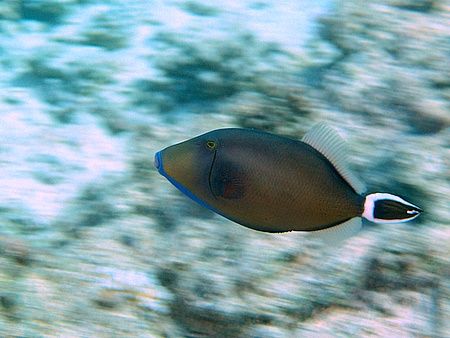Created movement while taken a photo of this triggerfish,... by Nikki Van Veelen 