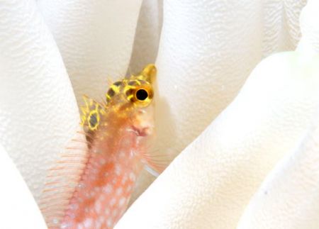 Diamond blenny in anemone. Little Cayman. by Carlo Greco 
