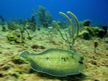 Panning a Peacock flounder in full flight with 2.1 MP Can... by Terry Moore 